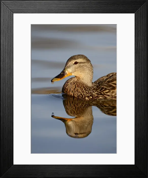 Framed Print : Female mallard (Anas platyrhynchos), Stern Park, Littleton, Colorado, United States of America Framed Print : Female mallard (Anas platyrhynchos), Stern Park, Littleton, Colorado, United States of America