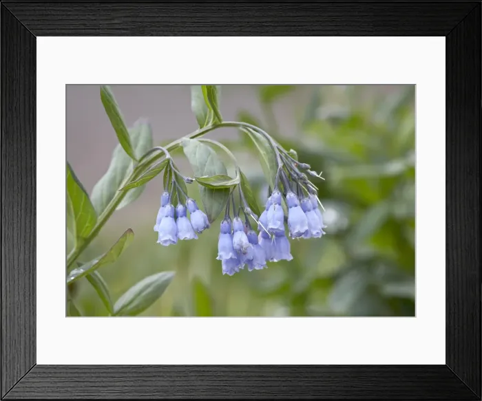 Framed Print : Mountain bluebell (Mertensia ciliata), Yankee Boy Basin, Uncompahgre National Forest Framed Print : Mountain bluebell (Mertensia ciliata), Yankee Boy Basin, Uncompahgre National Forest