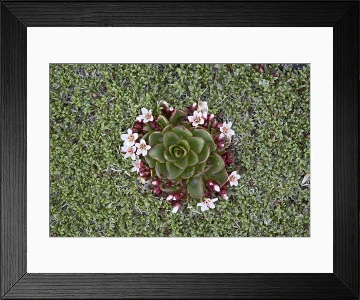 Framed Print : Alpine springbeauty (Claytonia megarhiza), Mount Evans, Colorado, United States of America Framed Print : Alpine springbeauty (Claytonia megarhiza), Mount Evans, Colorado, United States of America