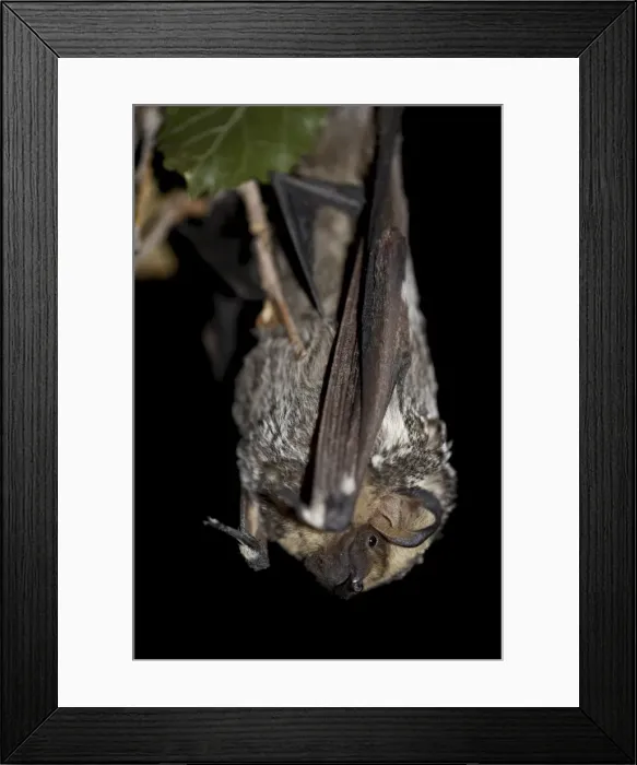 Framed Print : Hoary bat (Lasiurus cinereus), in captivity near Portal, Arizona, United States of America Framed Print : Hoary bat (Lasiurus cinereus), in captivity near Portal, Arizona, United States of America