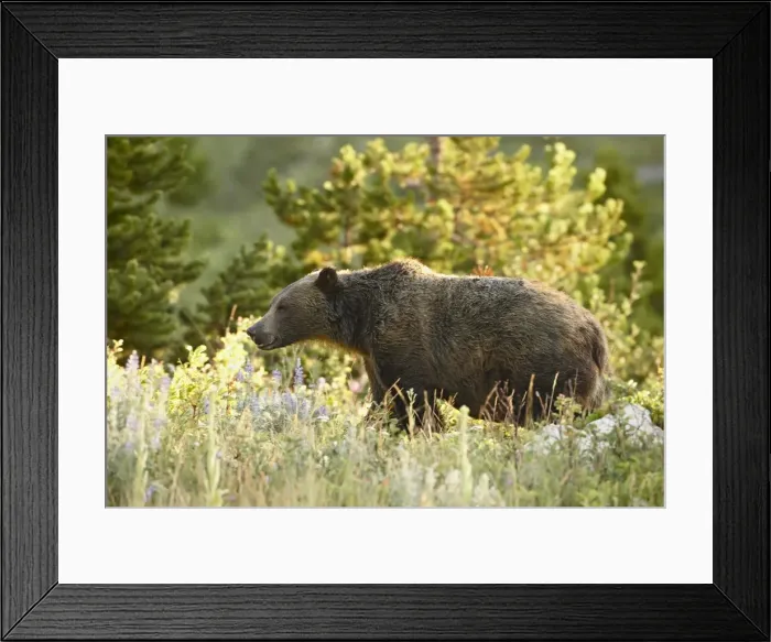 Framed Print : Grizzly bear (Ursus horribilis), Glacier National Park, Montana, United States of America Framed Print : Grizzly bear (Ursus horribilis), Glacier National Park, Montana, United States of America