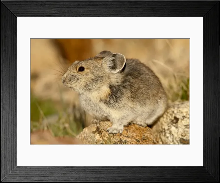 Framed Print : Pica (Pica pica), Shoshone National Forest, Wyoming, United States of America Framed Print : Pica (Pica pica), Shoshone National Forest, Wyoming, United States of America