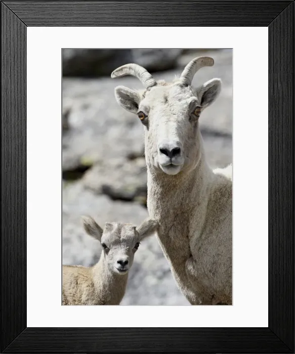 Framed Print : Bighorn sheep (Ovis canadensis) ewe and lamb, Mount Evans, Colorado, United States of America Framed Print : Bighorn sheep (Ovis canadensis) ewe and lamb, Mount Evans, Colorado, United States of America