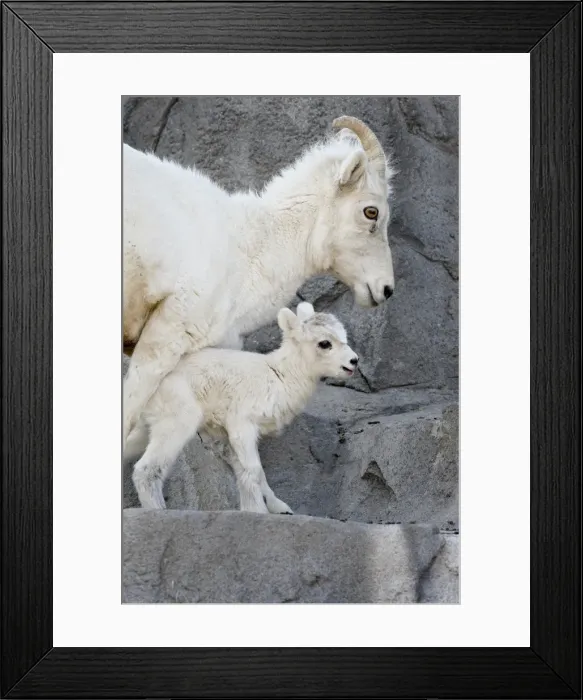 Framed Print : Dall sheep (Ovis dalli) mother and two-day-old lamb in captivity, Denver Zoo Framed Print : Dall sheep (Ovis dalli) mother and two-day-old lamb in captivity, Denver Zoo