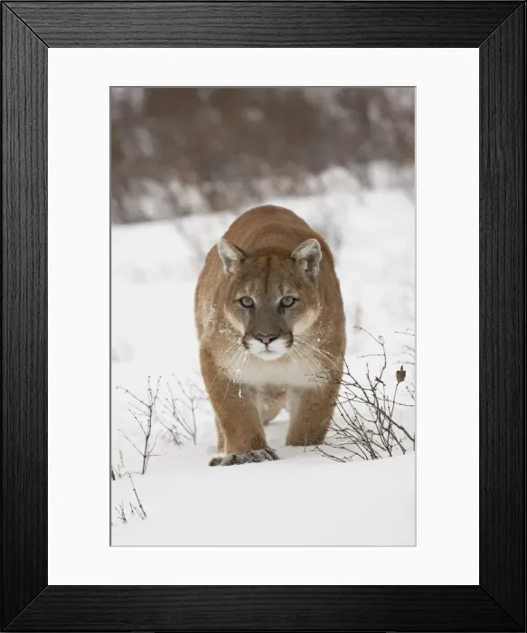 Framed Print : Mountain lion or cougar (Felis concolor) in snow, near Bozeman, Montana