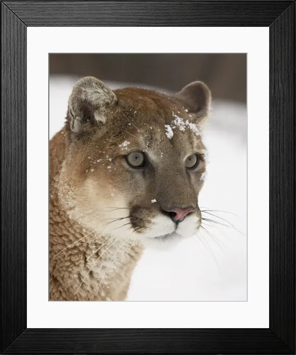 Framed Print : Mountain lion or cougar (Felis concolor) in snow, near Bozeman, Montana Framed Print : Mountain lion or cougar (Felis concolor) in snow, near Bozeman, Montana