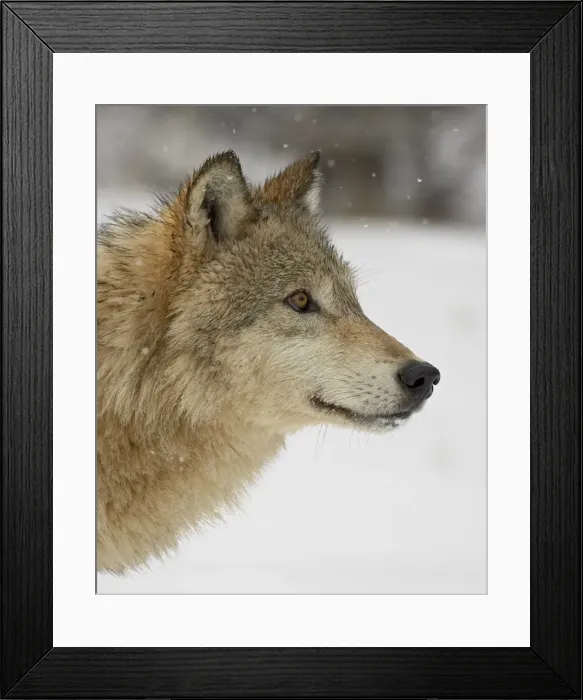 Framed Print : Gray wolf (Canis lupus) in snow, near Bozeman, Montana, United States of America Framed Print : Gray wolf (Canis lupus) in snow, near Bozeman, Montana, United States of America