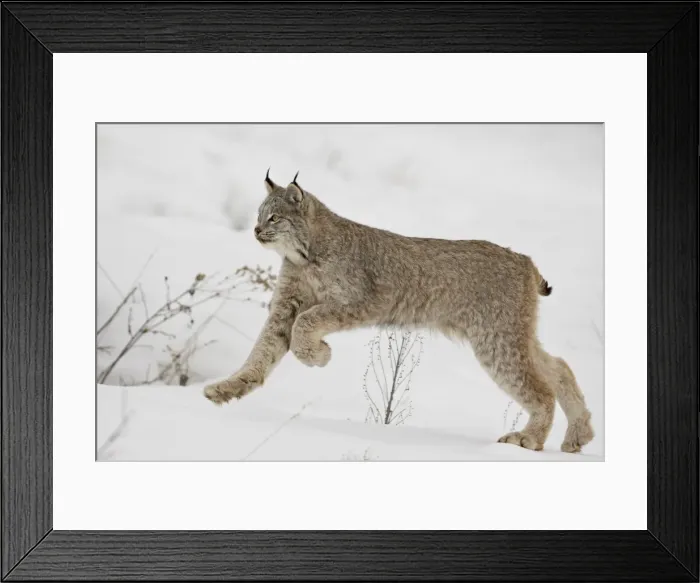 Framed Print : Canadian lynx (Lynx canadensis) in snow, near Bozeman, Montana, United States of America Framed Print : Canadian lynx (Lynx canadensis) in snow, near Bozeman, Montana, United States of America