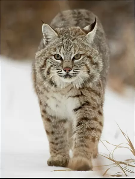 Bobcat (Lynx rufus) in snow, near Bozeman, Montana, United States of America