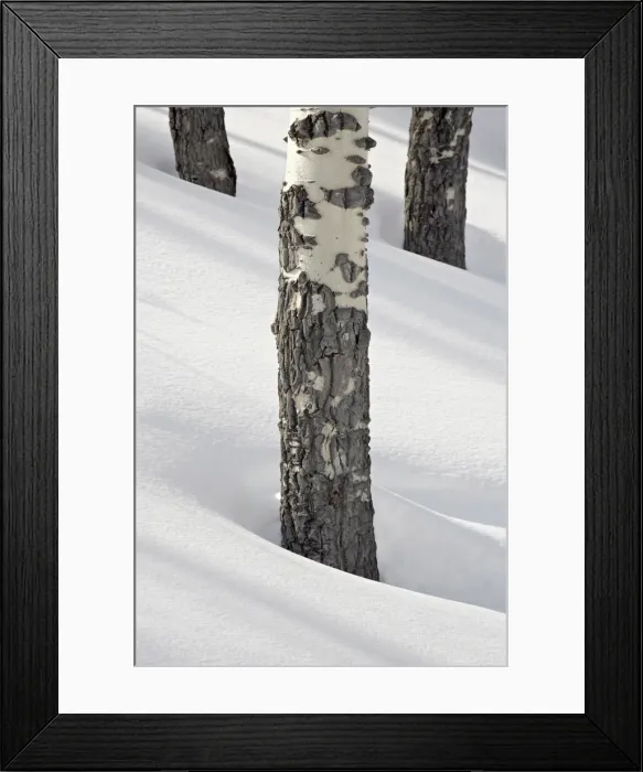 Framed Print : Birch tree trunks in snow, Yellowstone National Park, Wyoming, United States of America Framed Print : Birch tree trunks in snow, Yellowstone National Park, Wyoming, United States of America