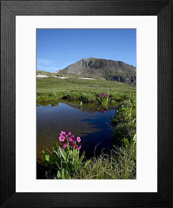 Framed Print : Parrys primrose (Primula parryi) next to a tarn, Porphyry Basin, San Juan National Forest Framed Print : Parrys primrose (Primula parryi) next to a tarn, Porphyry Basin, San Juan National Forest