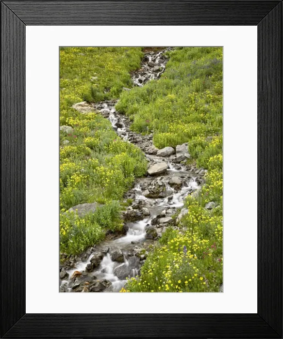 Framed Print : Stream through golden aster (Chrysopsis villosa) and other wildflowers Framed Print : Stream through golden aster (Chrysopsis villosa) and other wildflowers