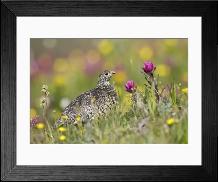 Framed Print : White-tailed ptarmigan (Lagopus leucurus) hen among wildflowers, Uncompahgre National Forest Framed Print : White-tailed ptarmigan (Lagopus leucurus) hen among wildflowers, Uncompahgre National Forest