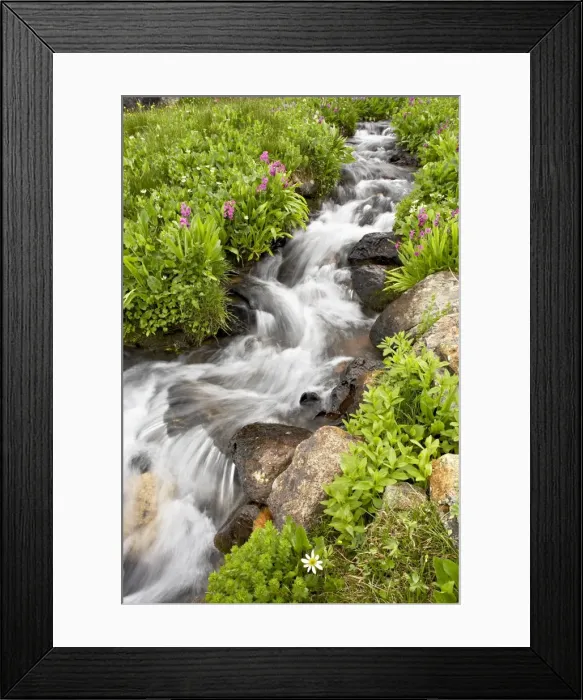 Framed Print : Stream through wildflowers, Mineral Basin, Uncompahgre National Forest