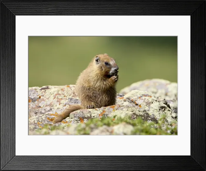 Framed Print : Young yellowbelly marmot (Marmota flaviventris) grooming, Uncompahgre National Forest