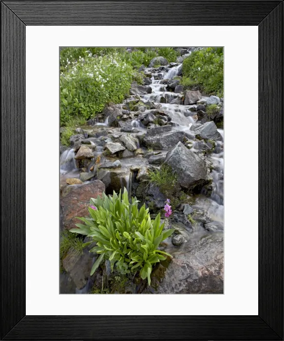 Framed Print : Parrys primrose (Primula parryi) growing in a stream, American Basin