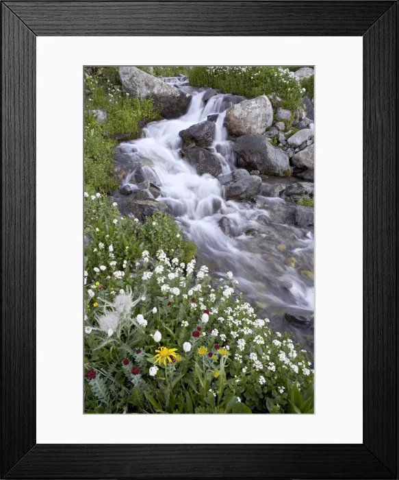 Framed Print : Stream through wildflowers, American Basin, Uncompahgre National Forest Framed Print : Stream through wildflowers, American Basin, Uncompahgre National Forest