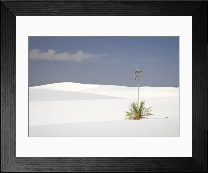 Framed Print : Yucca plant on dunes, White Sands National Monument, New Mexico, United States of America Framed Print : Yucca plant on dunes, White Sands National Monument, New Mexico, United States of America