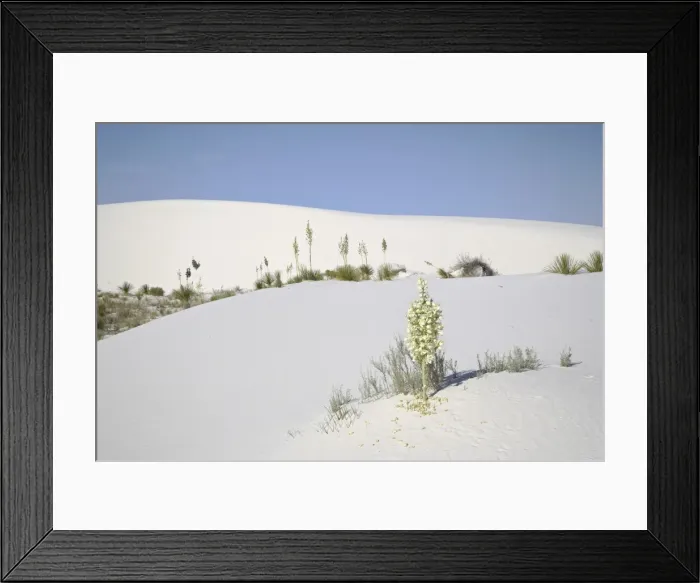 Framed Print : Blooming yucca plants on dunes, White Sands National Monument, New Mexico Framed Print : Blooming yucca plants on dunes, White Sands National Monument, New Mexico