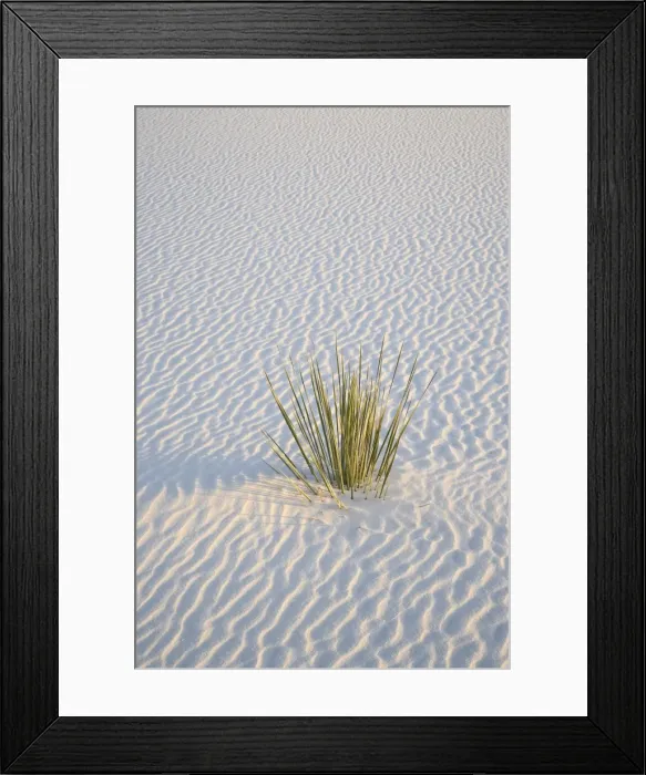 Framed Print : Yucca plant on a dune, White Sands National Monument, New Mexico, United States of America Framed Print : Yucca plant on a dune, White Sands National Monument, New Mexico, United States of America