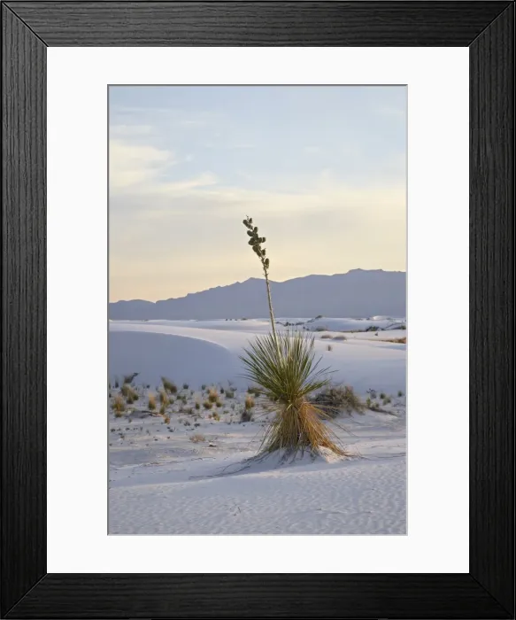Framed Print : Yucca plant on a dune at dusk, White Sands National Monument, New Mexico Framed Print : Yucca plant on a dune at dusk, White Sands National Monument, New Mexico