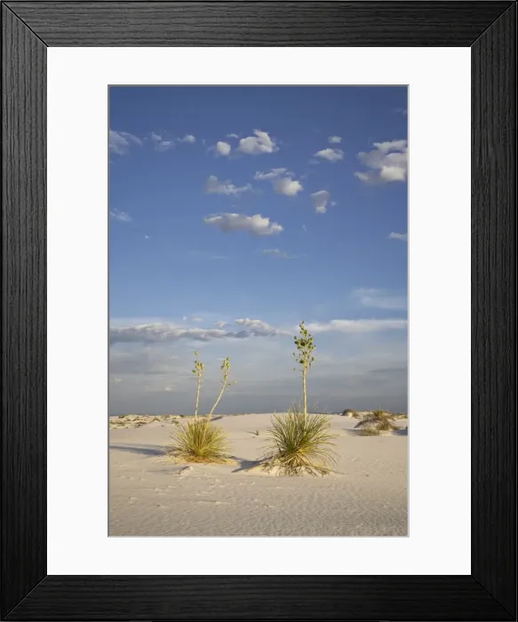 Framed Print : Yucca plants on a dune, White Sands National Monument, New Mexico, United States of America
