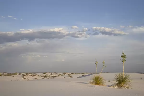 Yucca plants on a dune, White Sands National Monument, New Mexico, United States of America