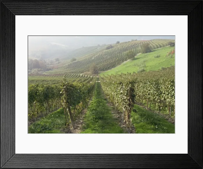 Framed Print : Vineyards near Serralunga D Alba, Piedmont, Italy, Europe Framed Print : Vineyards near Serralunga D Alba, Piedmont, Italy, Europe
