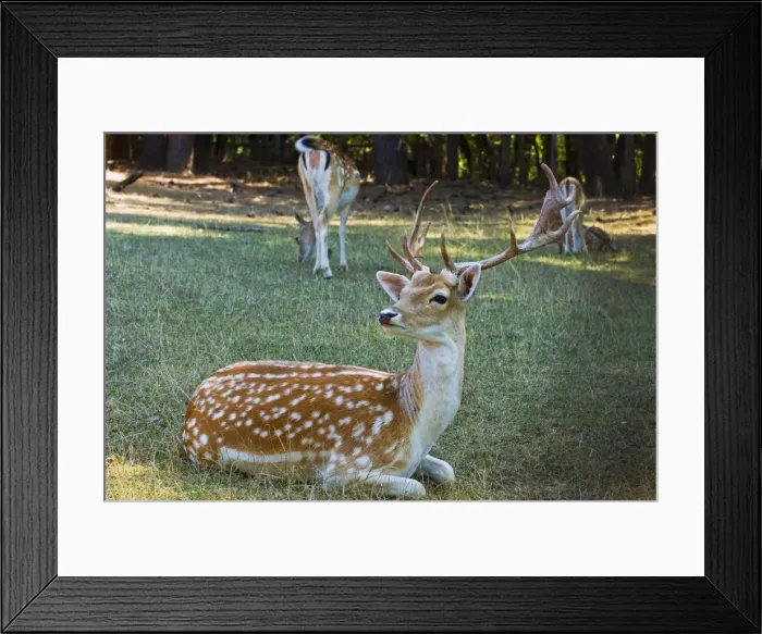 Framed Print : Fallow deer (Dama dama) Framed Print : Fallow deer (Dama dama)
