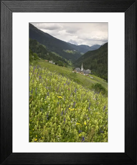 Framed Print : Alpine wild flower meadow, Dolomites, Italy, Europe Framed Print : Alpine wild flower meadow, Dolomites, Italy, Europe