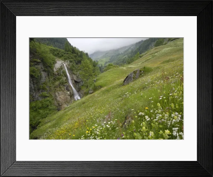 Framed Print : Alpine meadow, Venter Tal near Vent, Otztal valley, Tyrol, Austria, Europe Framed Print : Alpine meadow, Venter Tal near Vent, Otztal valley, Tyrol, Austria, Europe