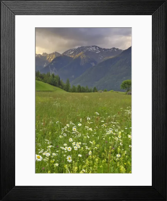Framed Print : Alpine meadow, near Kofels, Umhausen, Otztal valley, Tyrol, Austria, Europe Framed Print : Alpine meadow, near Kofels, Umhausen, Otztal valley, Tyrol, Austria, Europe