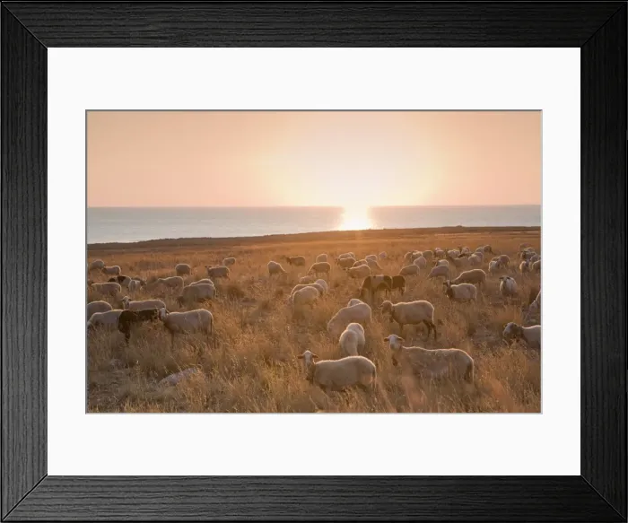 Framed Print : Flock of sheep at sunset by the sea, near Erice, western Sicily, Italy, Europe Framed Print : Flock of sheep at sunset by the sea, near Erice, western Sicily, Italy, Europe