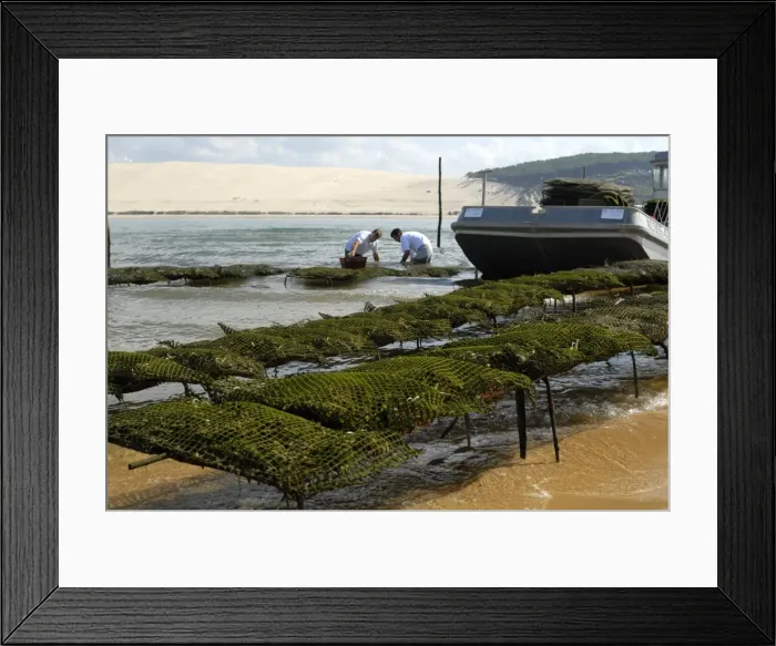 Framed Print : Oyster fishermen grading oysters with the Dune du Pyla in the background Framed Print : Oyster fishermen grading oysters with the Dune du Pyla in the background