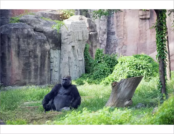 A gorilla sitting at Beijing Zoo, Beijing, China, Asia