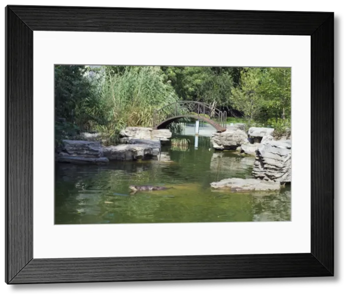 Framed Print : An otter swimming at Beijing Zoo, Beijing, China, Asia Framed Print : An otter swimming at Beijing Zoo, Beijing, China, Asia