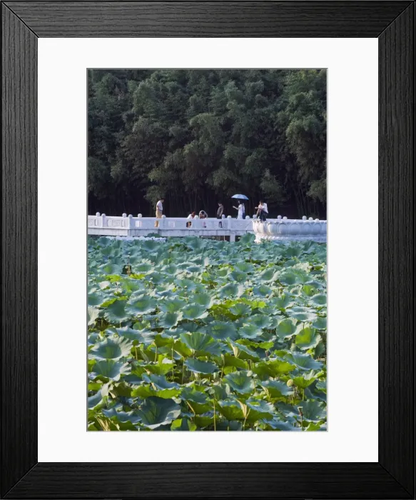 Framed Print : Visitors walking across a lake of lily pads at Zizhuyuan Black Bamboo Park Framed Print : Visitors walking across a lake of lily pads at Zizhuyuan Black Bamboo Park