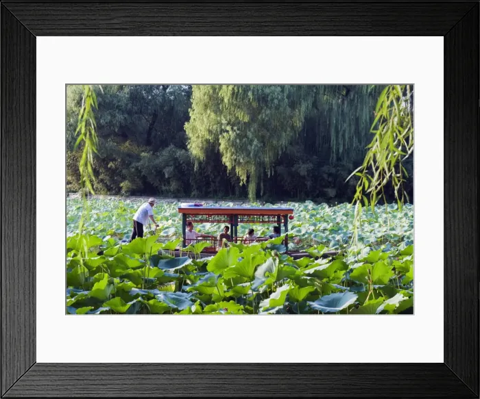 Framed Print : A boat punting through lily pads at Zizhuyuan Black Bamboo Park, Beijing, China, Asia Framed Print : A boat punting through lily pads at Zizhuyuan Black Bamboo Park, Beijing, China, Asia