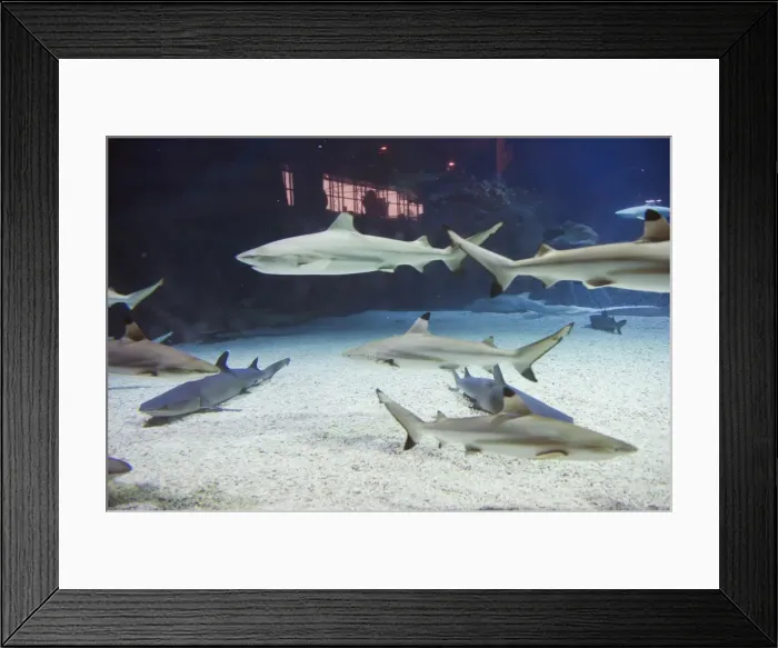 Framed Print : Shark tank at the Beijing Aquarium, Beijing, China, Asia Framed Print : Shark tank at the Beijing Aquarium, Beijing, China, Asia