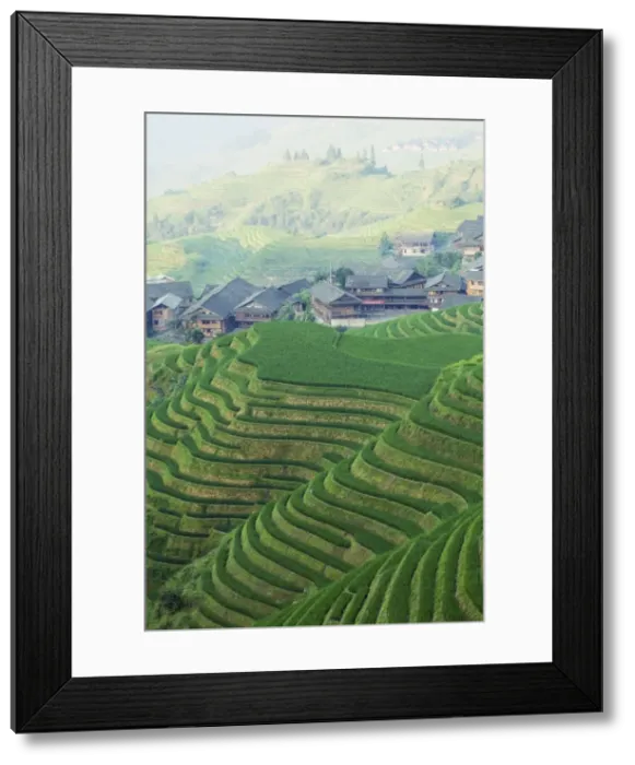 Framed Print : Dragons Backbone rice terraces, Longsheng, Guangxi Province, China, Asia Framed Print : Dragons Backbone rice terraces, Longsheng, Guangxi Province, China, Asia