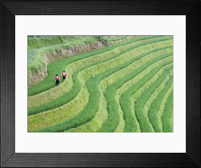 Framed Print : Yao women at the Dragons Backbone rice terraces, Longsheng, Guangxi Province, China, Asia Framed Print : Yao women at the Dragons Backbone rice terraces, Longsheng, Guangxi Province, China, Asia