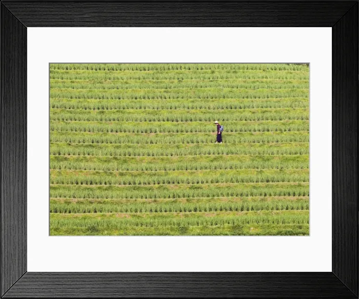 Framed Print : Farmer spraying rice crops for harvest at the Dragons Backbone rice terraces Framed Print : Farmer spraying rice crops for harvest at the Dragons Backbone rice terraces