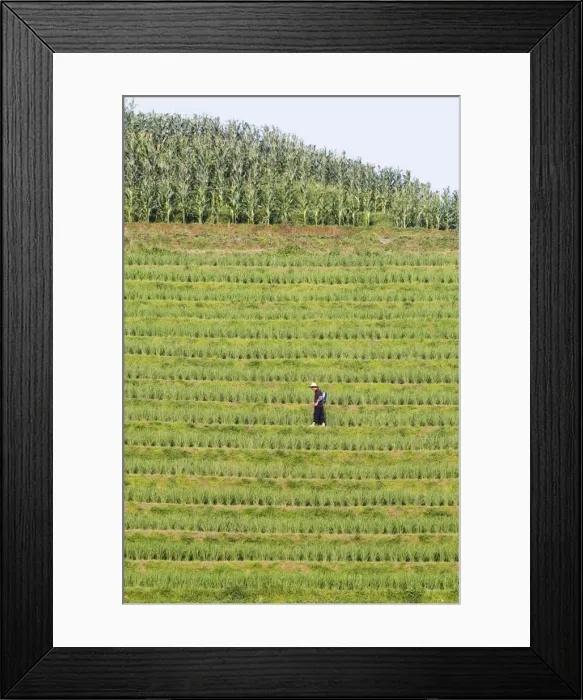 Framed Print : Farmer spraying rice crops for harvest at the Dragons Backbone rice terraces Framed Print : Farmer spraying rice crops for harvest at the Dragons Backbone rice terraces