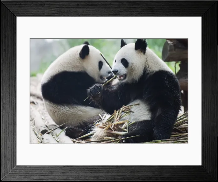 Framed Print : Giant panda eating bamboo at Chengdu Panda Reserve, Sichuan Province, China, Asia Framed Print : Giant panda eating bamboo at Chengdu Panda Reserve, Sichuan Province, China, Asia
