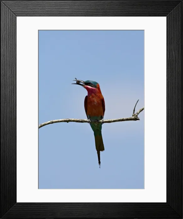 Framed Print : (Southern) carmine bee-eater (Merops nubicoides) with an insect, Kruger National Park Framed Print : (Southern) carmine bee-eater (Merops nubicoides) with an insect, Kruger National Park