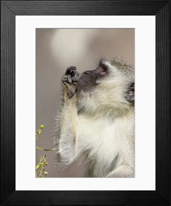 Framed Print : Vervet monkey (Chlorocebus aethiops), Kruger National Park, South Africa, Africa Framed Print : Vervet monkey (Chlorocebus aethiops), Kruger National Park, South Africa, Africa