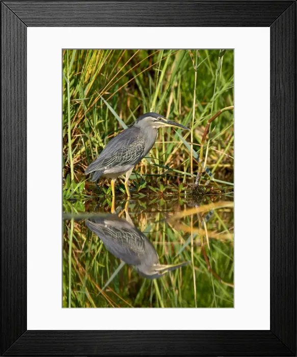 Framed Print : Green-backed heron (Butorides striatus), Kruger National Park, South Africa, Africa Framed Print : Green-backed heron (Butorides striatus), Kruger National Park, South Africa, Africa