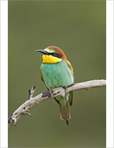 European bee-eater or golden-backed bee-eater (Merops apiaster), Kruger National Park