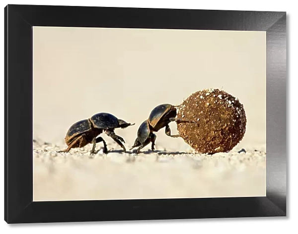 Two dung beetles rolling a dung ball, Addo Elephant National Park, South Africa, Africa