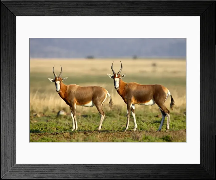 Framed Print : Two blesbok (Damaliscus pygargus phillipsi), Mountain Zebra National Park Framed Print : Two blesbok (Damaliscus pygargus phillipsi), Mountain Zebra National Park